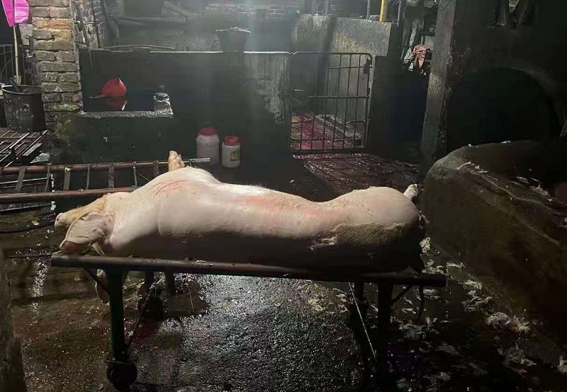 一头已宰杀的生猪躺在铁架上
