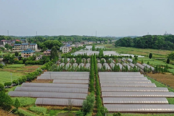 岳屏镇雁峰区蔬菜基地春耕春种忙全力保障菜篮子