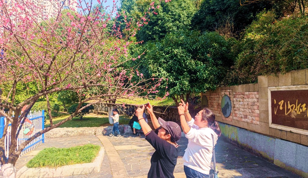 瞧营盘山公园梅花开得火热