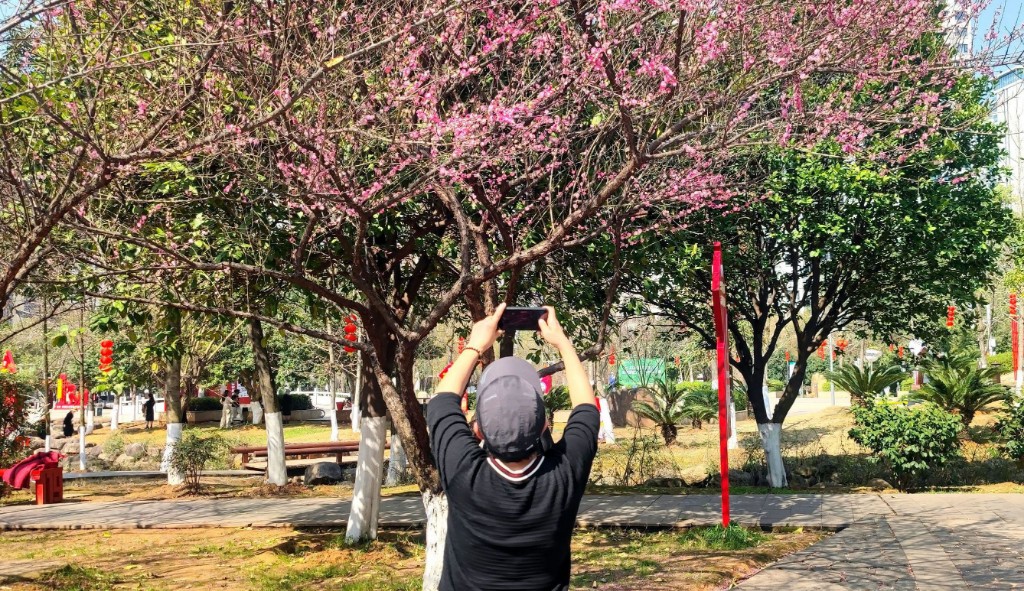 瞧营盘山公园梅花开得火热