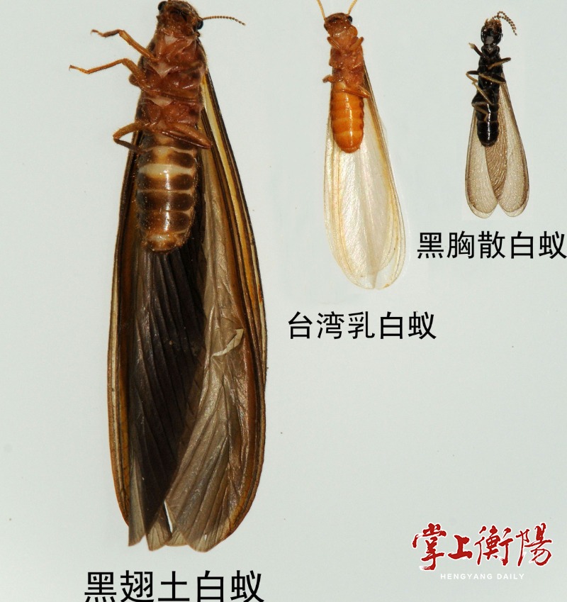 叮又到白蚁纷飞时细辨别巧灭治