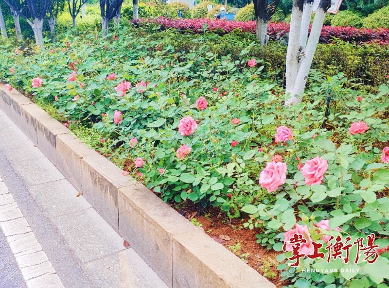 衡州大道繁花路缤纷上线